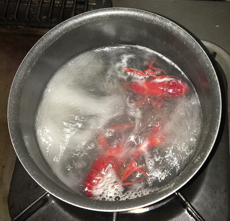 鍋に入れた瞬間に真っ赤になるザリガニ。