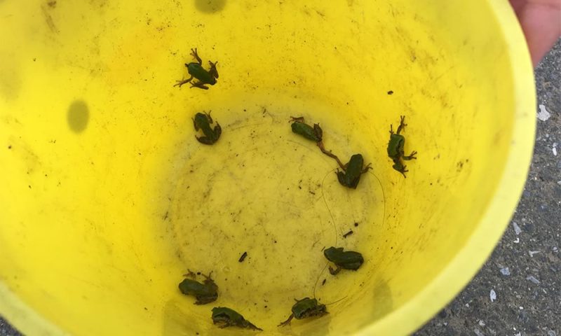 田んぼにいたチビアマガエル