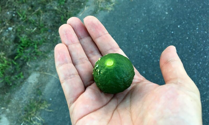 謎柑橘の大きさ。ピンポン玉くらい