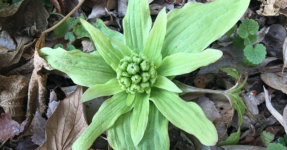 春の野草 公園で野草摘み セリとクレソンとノビルとふきのとうを天ぷらにして食べる あそポケ