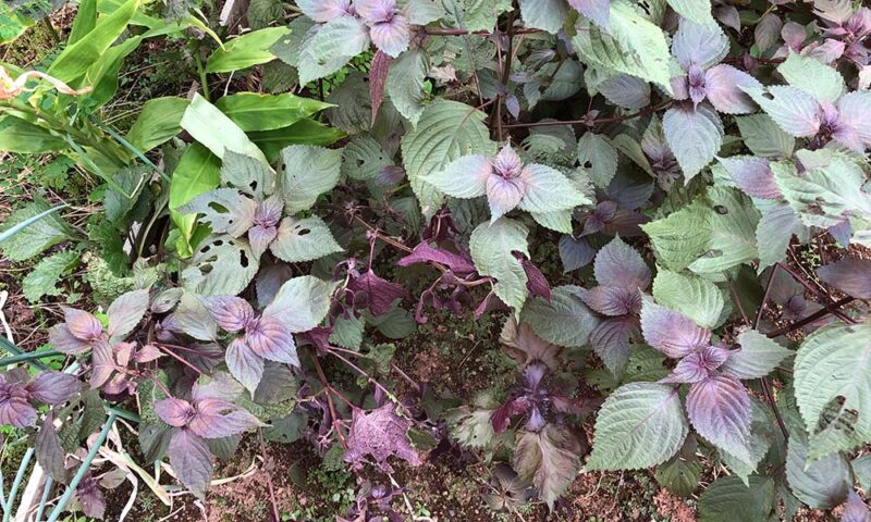 8月に入ると赤紫蘇の葉がだいぶ緑に