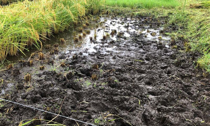 前日に雨が降ったので、田んぼは水浸し