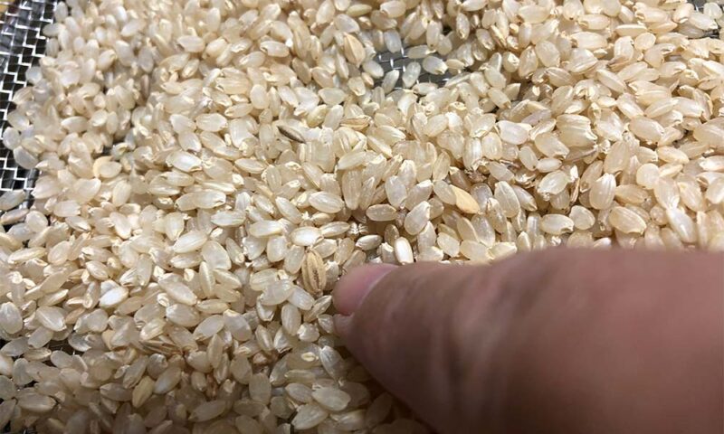 籾すり後、上手に粒が取れていない籾