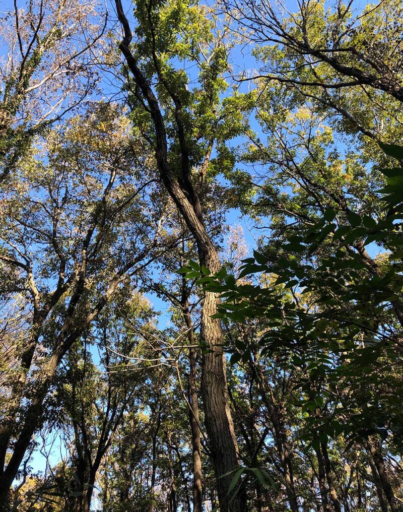 ヤマブシタケが生えてた立ち枯れたクヌギの木