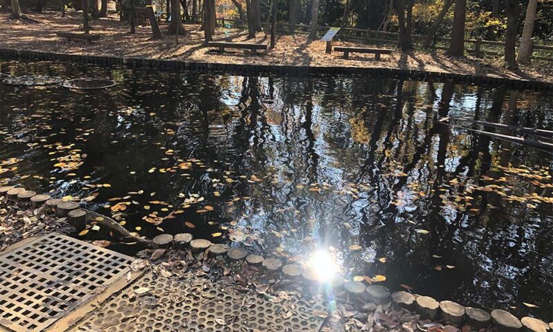ザリガニが釣れる池