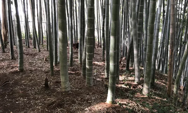 竹林の様子