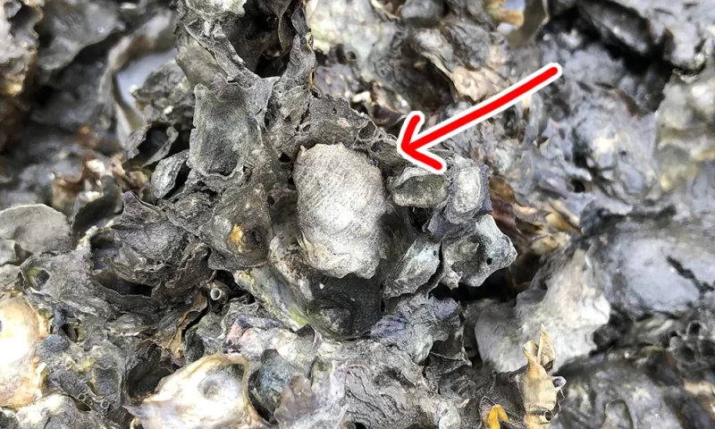アカニシ貝に似た小さな貝